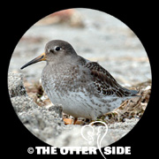 Purple Sandpiper