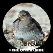 Purple Sandpiper