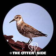 Rock Sandpiper - Aleutians