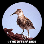 Rock Sandpiper - Aleutians