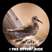 Rock Sandpiper - Aleutians