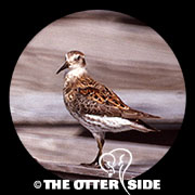 Rock Sandpiper - Aleutians