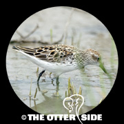 Semipalmated Sandpiper
