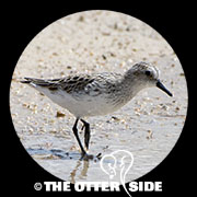 Semipalmated Sandpiper