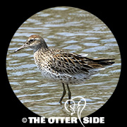 Sharp-tailed Sandpiper