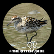 Sharp-tailed Sandpiper