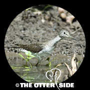 Solitary Sandpiper