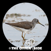 Solitary Sandpiper