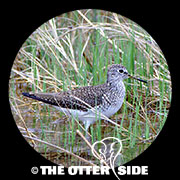 Solitary Sandpiper