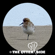 Spoon-billed Sandpiper