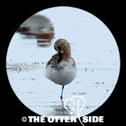 Spoon-billed Sandpiper