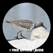 Spotted Sandpiper