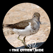 Spotted Sandpiper