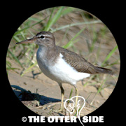 Spotted Sandpiper