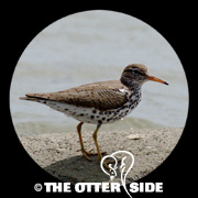 Spotted Sandpiper