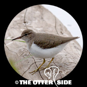 Spotted Sandpiper