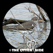 Spotted Sandpiper