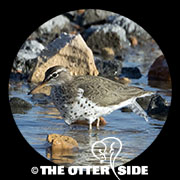 Spotted Sandpiper