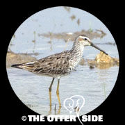 Stilt Sandpiper