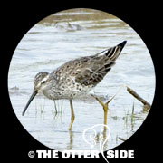Stilt Sandpiper