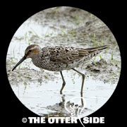 Stilt Sandpiper
