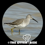 Stilt Sandpiper