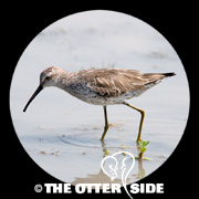 Stilt Sandpiper