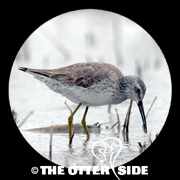Stilt Sandpiper