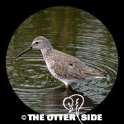 Stilt Sandpiper