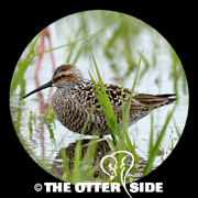 Stilt Sandpiper