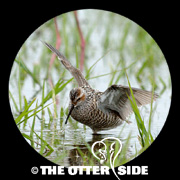 Stilt Sandpiper