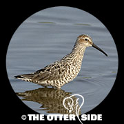Stilt Sandpiper