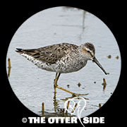 Stilt Sandpiper