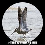 Stilt Sandpiper
