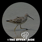 Stilt Sandpiper