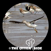 Terek Sandpiper