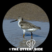 Terek Sandpiper