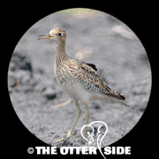Upland Sandpiper
