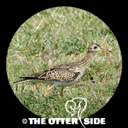 Upland Sandpiper