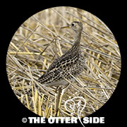Upland Sandpiper