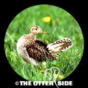 Upland Sandpiper