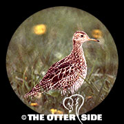 Upland Sandpiper