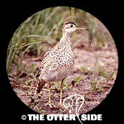 Upland Sandpiper