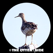 Upland Sandpiper