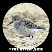 Western Sandpiper