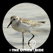Western Sandpiper