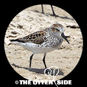 Western Sandpiper