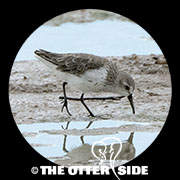 Western Sandpiper
