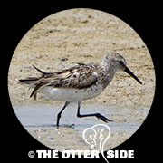 Western Sandpiper