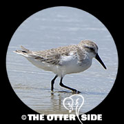 Western Sandpiper